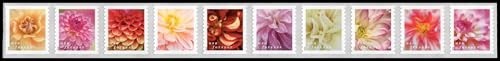 2025 Dahlias Forever Postage Stamps – Strip of 100, First-Class Mail, Floral Des
