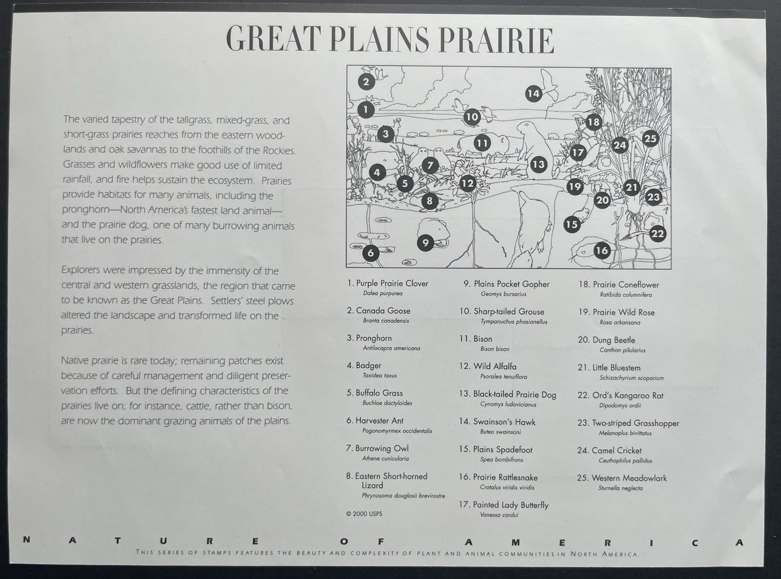 USA 34 Cent Nature of America: Great Plains Prairie Postage Stamps, Sheet of 25