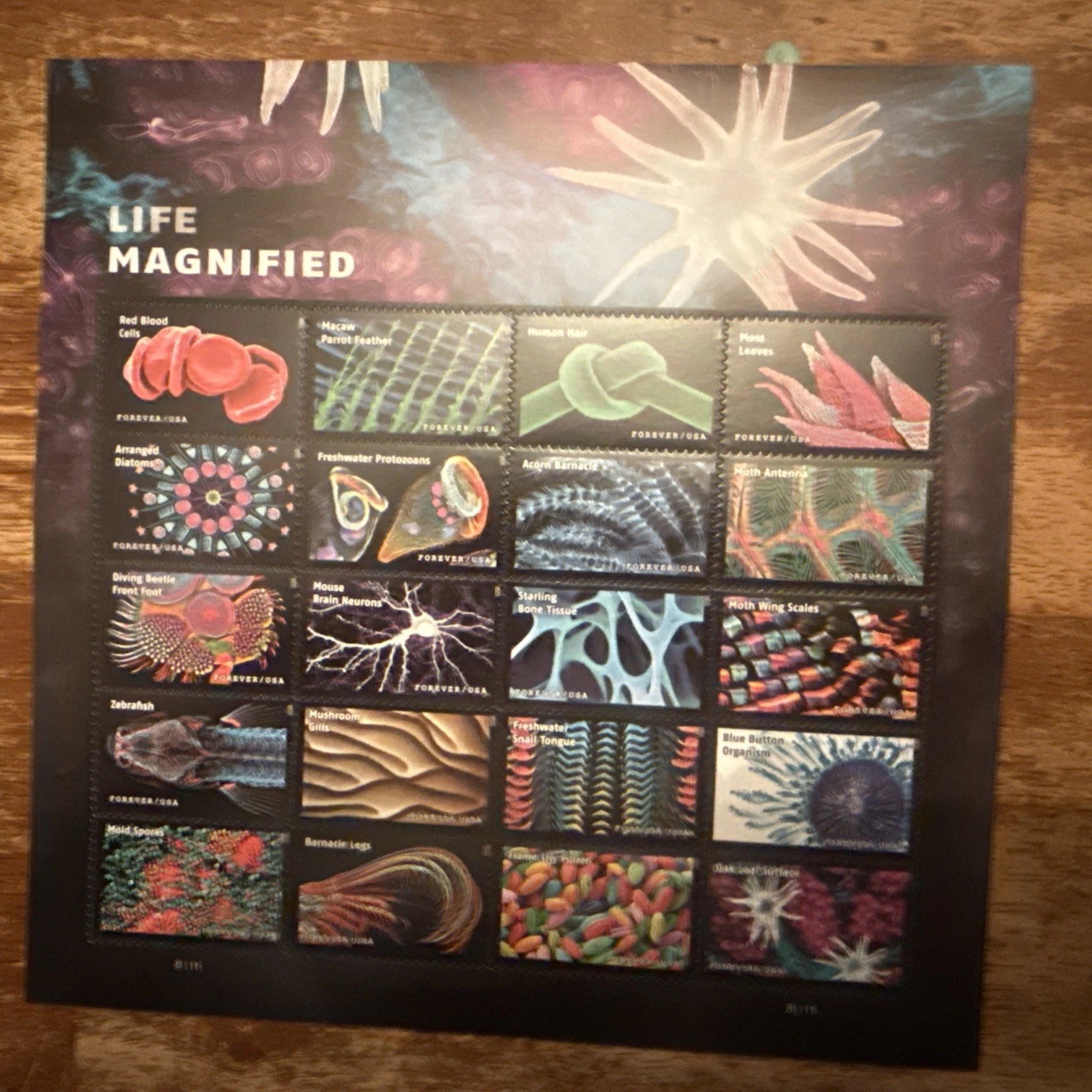 USPS FOREVER POSTAGE STAMPS-LIFE MAGNIFIED-40 STAMPS-SAVE $$$RETAIL .78 UPAY .55