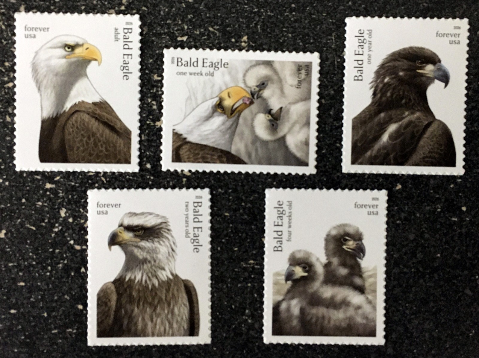 2026USA Forever Bald Eagle Hatching to Adult – Set of 5 Singles From Sheet mint