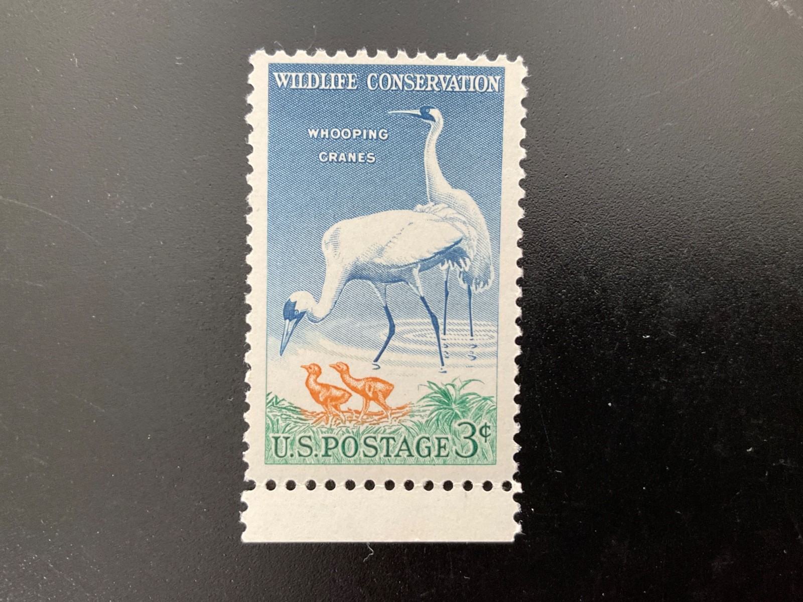 Whooping crane-1957