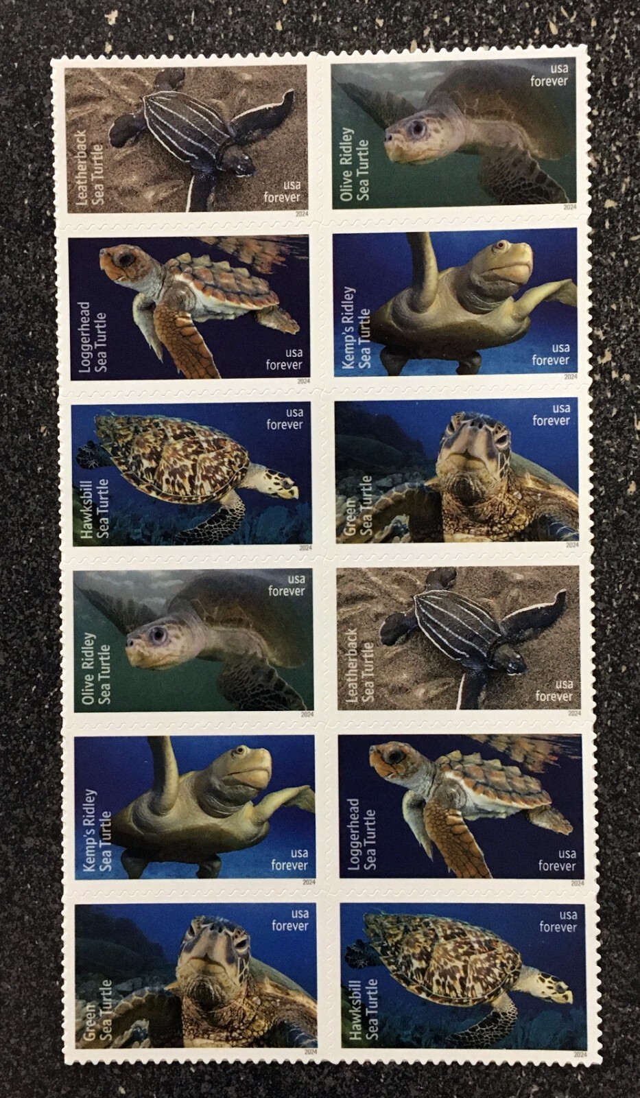 2024USA Forever Protect Sea Turtles – Block of 12 mint postage