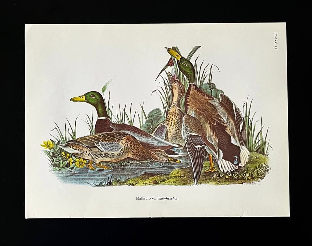 Vintage book cutout, Audubon bird illustration poster, Mallard duck