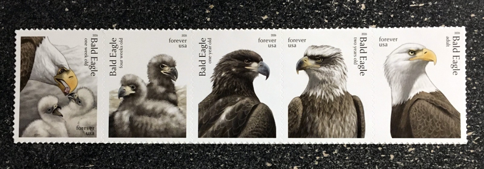 2026USA Forever Bald Eagle Hatching to Adult – Strip of 5 From Sheet mint