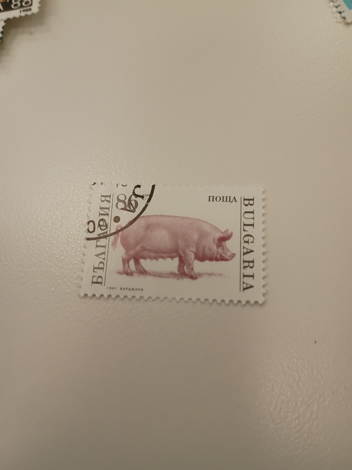 Bulgarian pig stamp