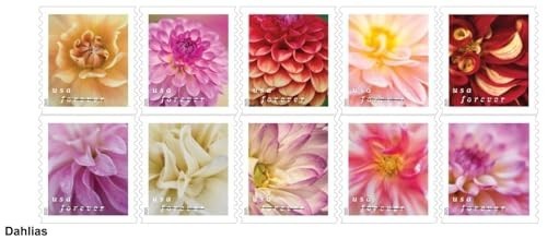 2025 Dahlias Forever Postage Stamps – Strip of 100, First-Class Mail, Floral Des