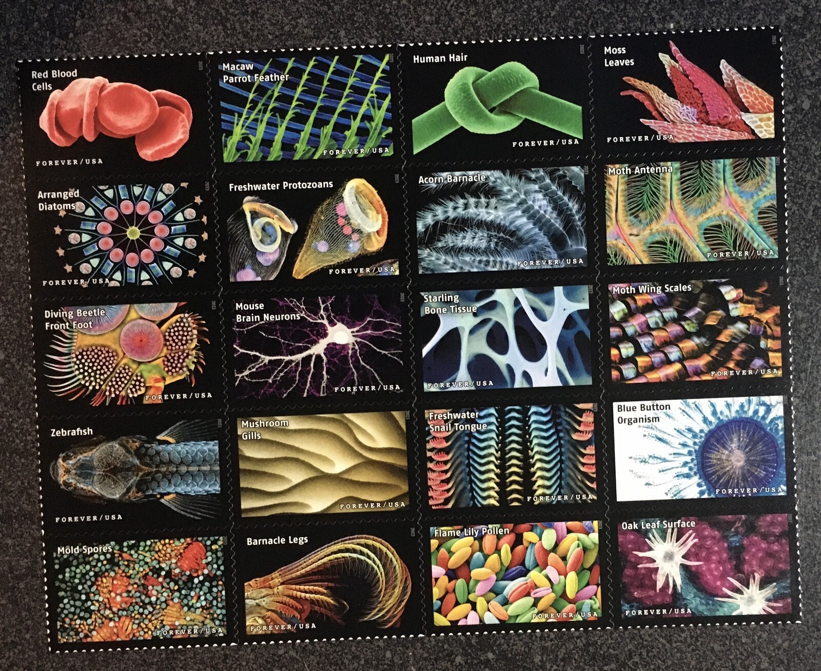2023USA #5802 Forever Life Magnified – Block of 20 From Sheet mint postage