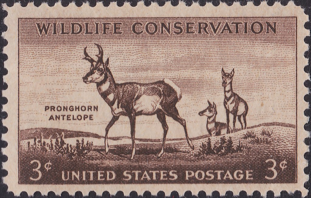 USA 1956 – Pronghorn Antelope (Antilocapra americana)😎🤩Mnh Stamp—Scott #1078