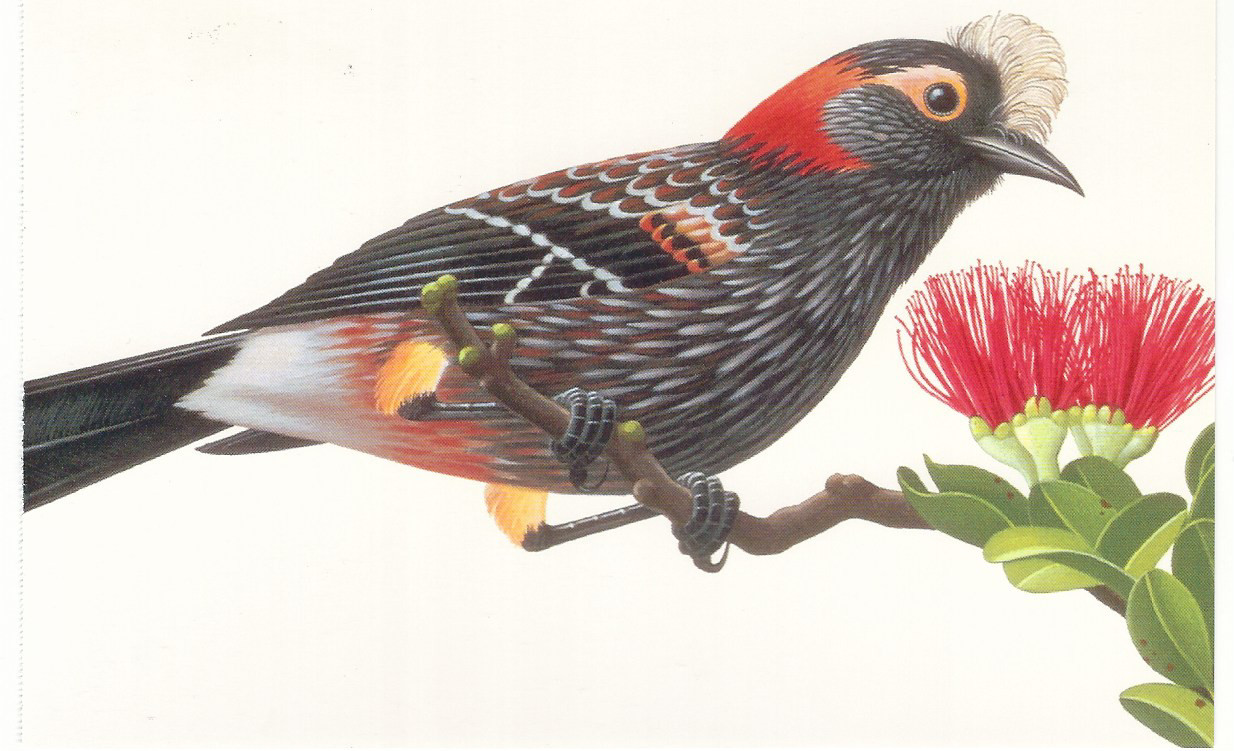 1997…20 Cent…Crested Honeycreeper…2 Postcards